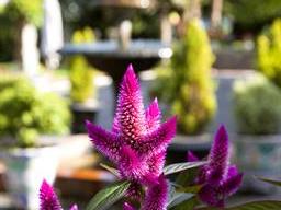JARDINES